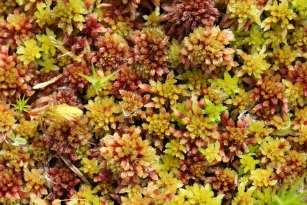 Sphagnum moss (c) Vaughn Matthews