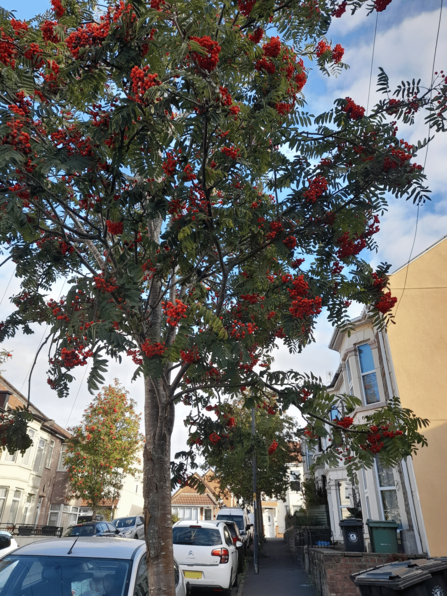 A rowan tree on a street in St George, Bristol