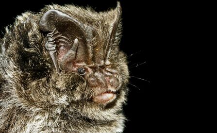 A close-up of a barbastelle bat's face
