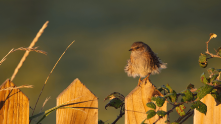 A moulting dunnock sat on a fence