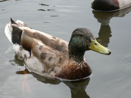 A male mallard on the water in muted, eclipse plumage