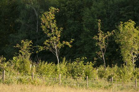 Young trees (c) Ross Hoddinott 2020 Vision