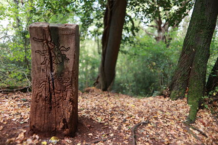 Weston Big Wood (C) Keeley Mitson