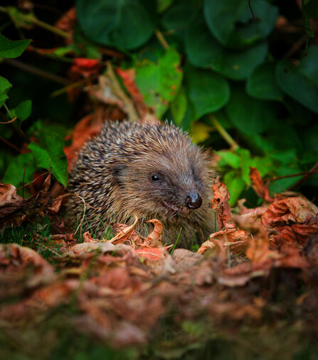 A hedgehog sits on top of autumn leaves