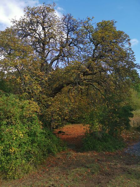 The woodland at Folly Farm in autumn