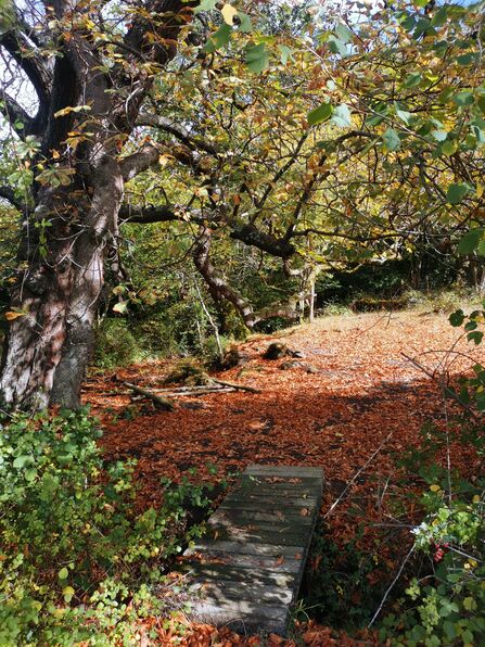 Folly Farm in the autumn, with brown leaves covering the ground