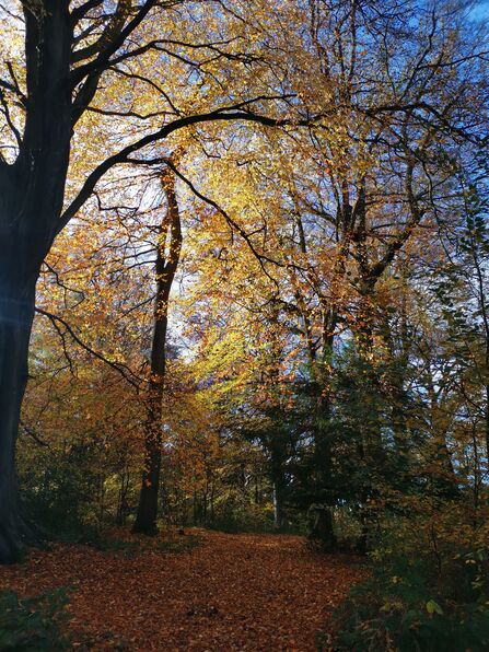Prior's Wood in the autumn, with yellow and brown leaves and a bright blue sky