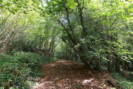 A woodland ride at Weston Big Wood