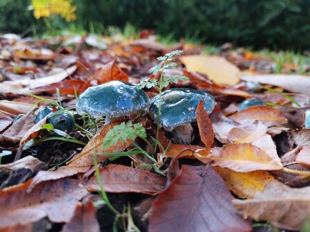 Blue roundhead fungi amongst leaves on a woodland floor