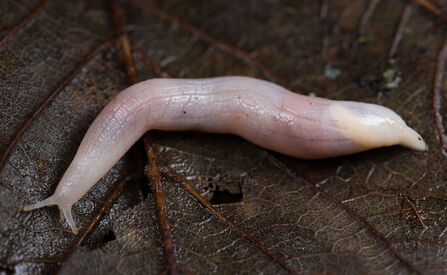 Ghost Slug (c) Brian Eversham