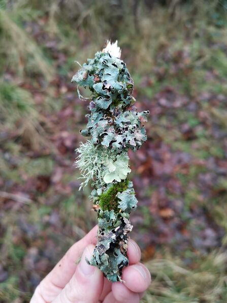 Lichens growing on a twig, being held in a person's hand