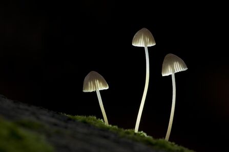 Mushrooms (c) Guy Edwardes2020VISION
