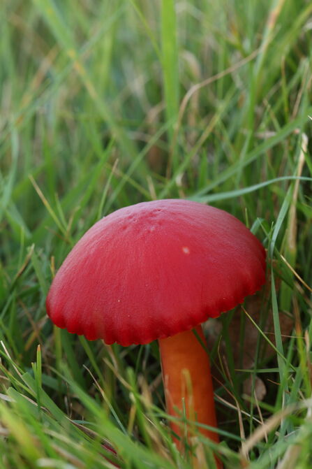 A scarlet waxcap in grassland