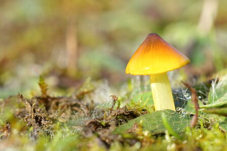 A waxcap mushroom with an organge and yellow cap