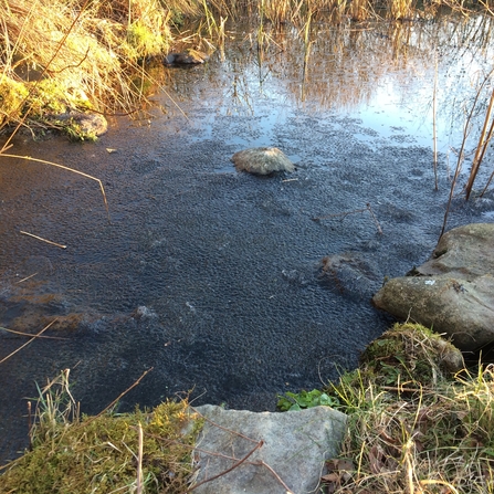 Frozen garden pond full of frogspawn