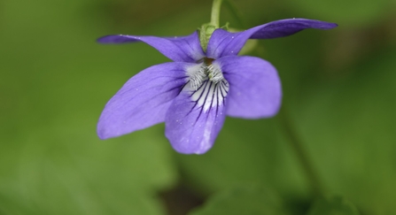 Common dog violet (Viola riviniana)
