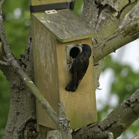 Common starling (Sturnus vulgaris) adult with insect food arriving at nestbox to feed chicks.