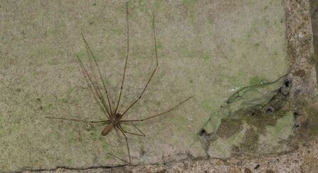 Cellar spider