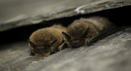 Two pipistrelle bats