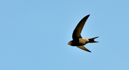 Swift in flight