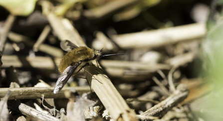 Dark-edged beefly (Bombylius major)