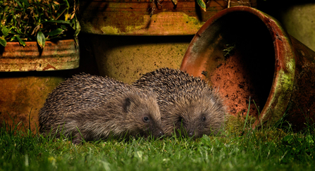 Hedgehogs