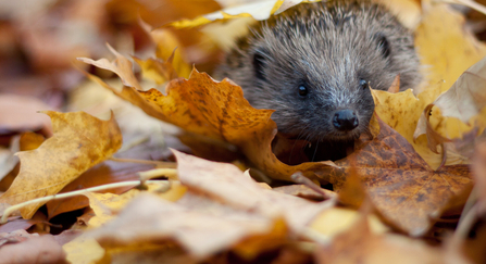 Hedgehog in autumn leaves
