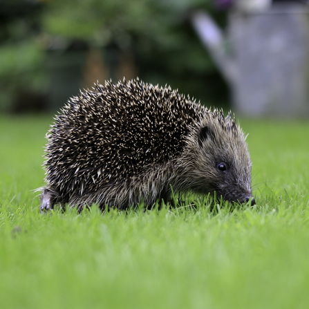 Hedgehog on grass