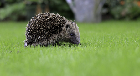 A hedgehog on a lawn