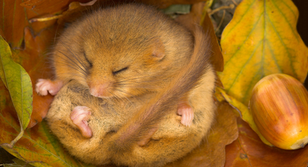 Dormouse