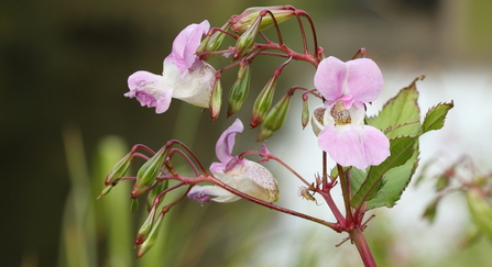 Himalayan Balsam