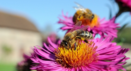 honey bees on aster