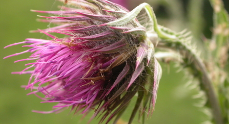 Nodding thistle