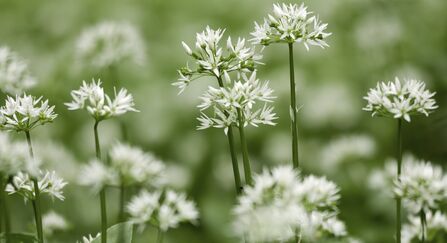 Wild garlic in flower