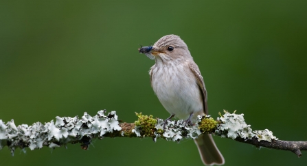 Spotted flycatcher