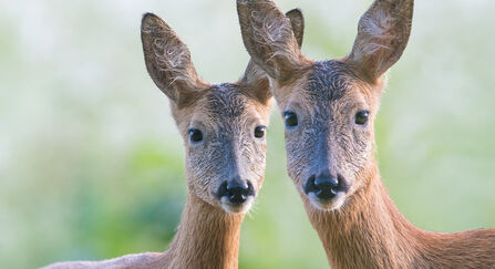 Two roe deer