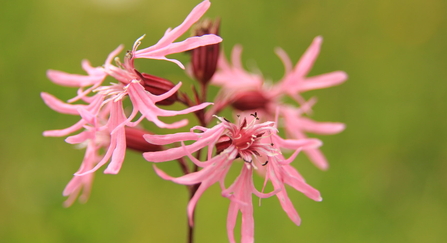 Ragged Robin flower