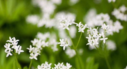  Sweet woodruff