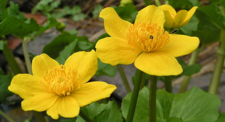 Marsh marigold
