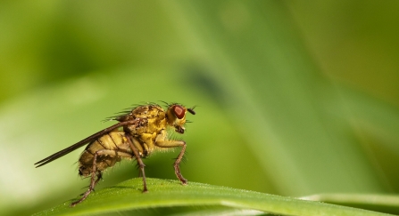 Yellow dung fly