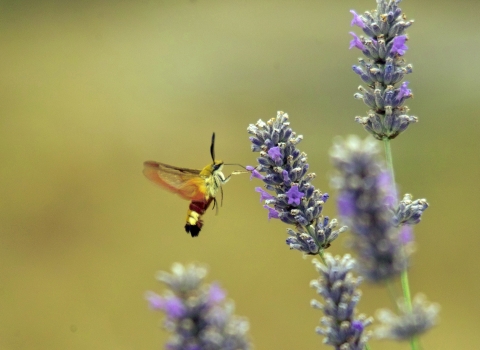 Broad-bordered Bee Hawk-moth