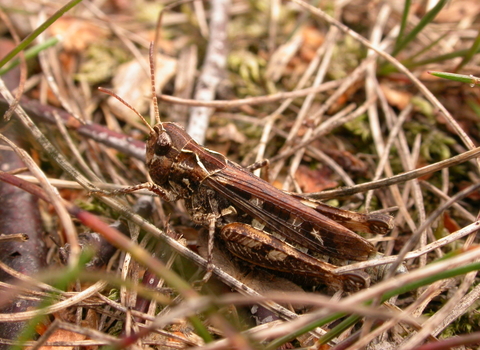 Mottled Grasshopper