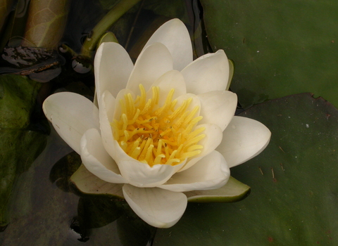 White Water-lily