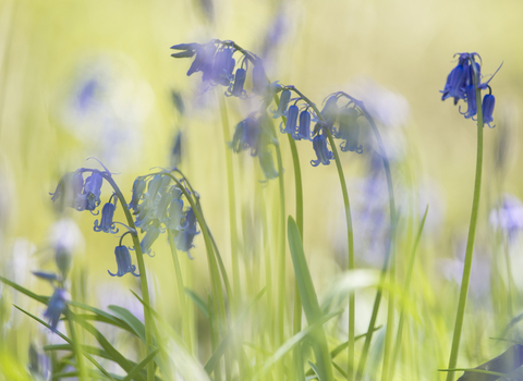 Bluebells and grass