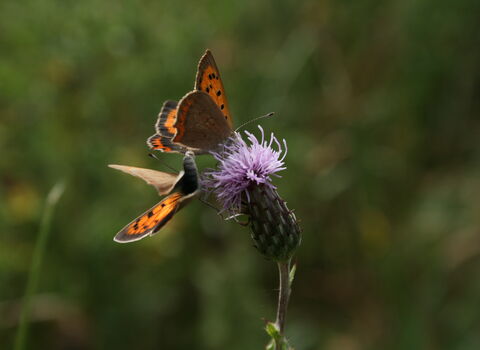 Action for Insects | Avon Wildlife Trust