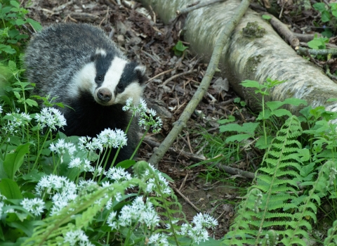 Badger cub