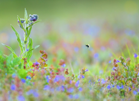 Wildflowers in meadow