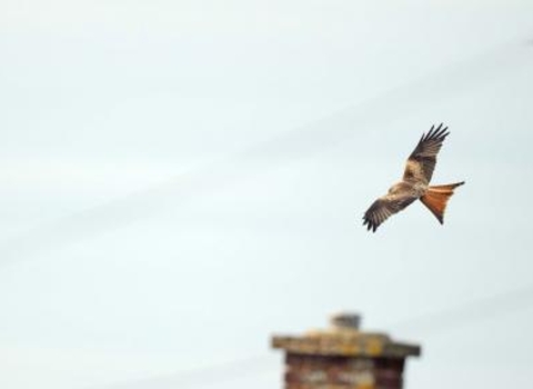 Bristol City Bird of Prey