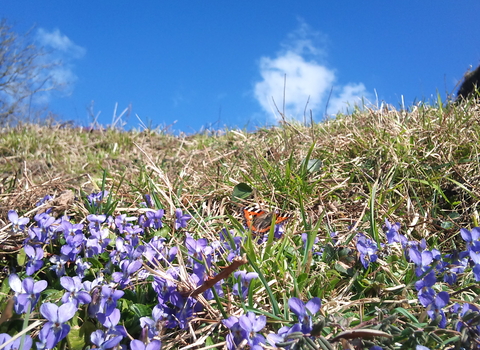 Small tortoiseshell butterfly on violets