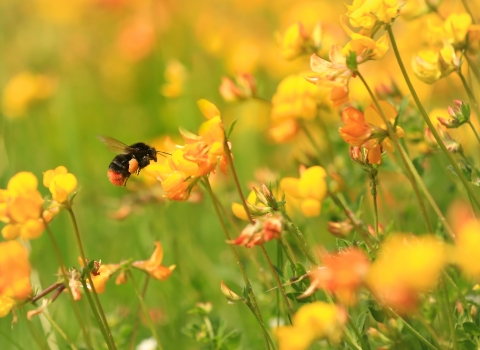 Buff-tailed bumblebee on birdsfoot trefoil